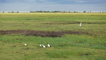 Black-necked ibises walk on the lush green grass of the savannah. Thin, curved beaks, long legs, black and white plumage. In the distance - thickets of trees. Botswana. Chobe Park