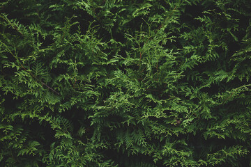 background of thuja branches