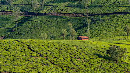 OOty glenmorgan tea estates beautiful view