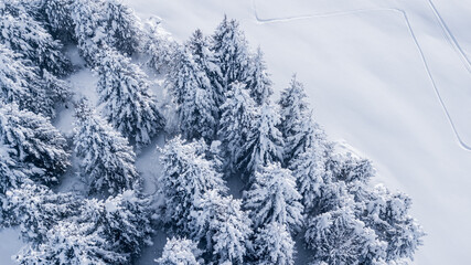 Amazing top down aerial drone view of a group of isolated pine trees covered by fresh snow after snowfall. Vertical view of trees in the snow. Frosty pines. Nature landscape. Alpine and winter contest