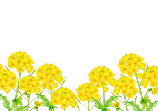 5 542 最適な アブラナ 画像 ストック写真 ベクター Adobe Stock 5 542 最適な アブラナ 画像 ストック写真 ベクター Adobe Stock