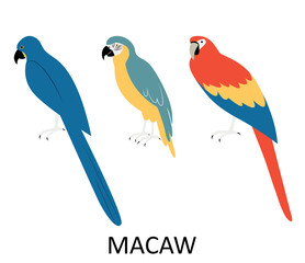 Illustration with macaw. Cartoon character of bird.