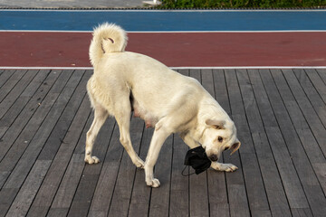 A stray dog picked up a used face mask.