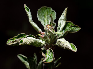 Close-up of flowers on an apple tree on a black background.