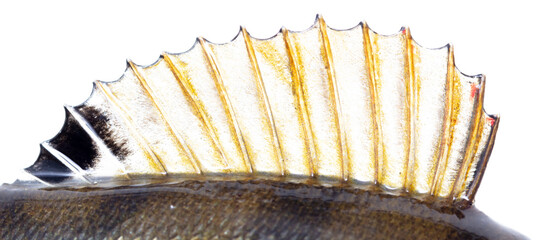 Perch fish fin isolated on white background. © schankz