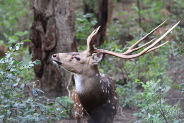 deer in the forest