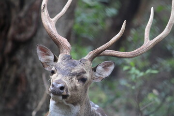 deer in the forest