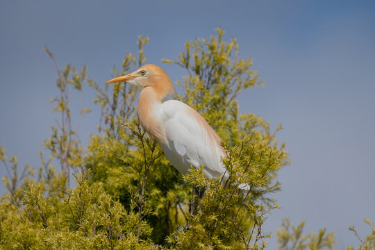 Western Cattle Egret