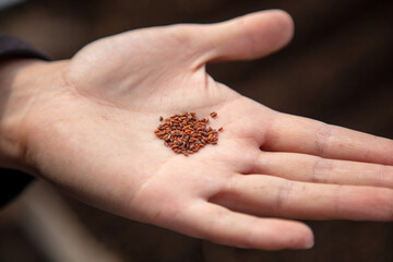 Close-up of seeds in hand.