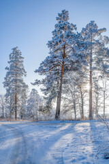 winter, december, sun, rays, day, nature, snow, snowdrifts, frost, light, shine, road, trail, path, turn, forest, tall, pines, trees, branches, frost, glare, shadow, space, distance, horizon, beauty
