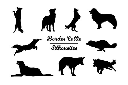Border Collie dog silhouettes. Black and white outline