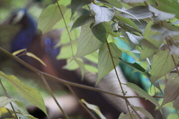 Blur picture of peacock in a branch