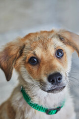 Portrait of a cute mixed golden retriever puppy sitting on the floor