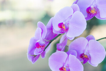 Fototapeta na wymiar Closeup purple orchid flower in the garden, selective focus