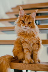 A large red Maine Coon cat is sitting on a wooden ladder.