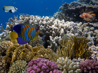Naklejka na ściany i meble Colorful Coral Reef At The Bottom Of Tropical Sea