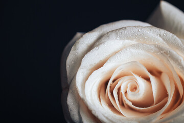 Beautiful fresh rose of white color on a black background. Place for text. Photo for a greeting card.