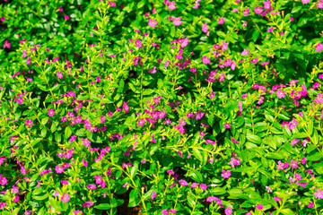 False heather, Elfin herb or Cuphea hyssopifola flowers in garden.
