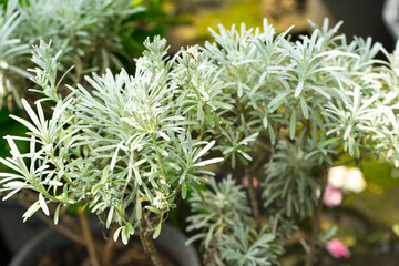 Roman Iron Wood or Crossostephium tree in the garden.