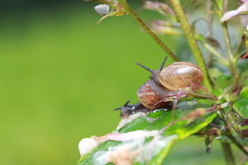 snail on a leaf