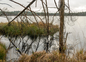 various old and rotten trees and tree branches on the shore of a swampy lake, flooded forest area, bog