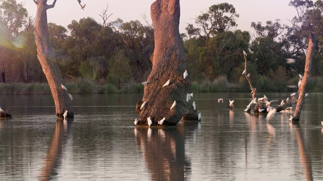 Gorgeous Flock Of Sulphur Crested Cockatoos Arrives At Sunset To Drink From The Murray Darling Basin's Plentiful River. South Australia.