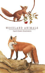 Hand drawn scientific illustration of fox on a log and squirrel on a branch © tilil