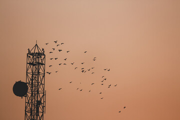 sunset view of the city with birds migrating flying  around the communication tower