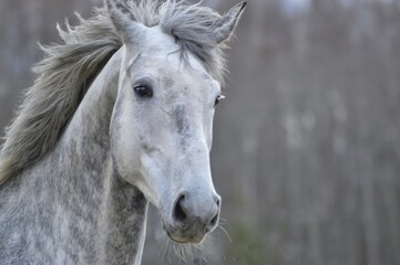 Obraz na płótnie Canvas Close-up Portrait Of A Horse