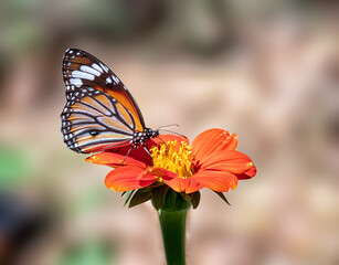 Fototapeta na wymiar Monarch butterfly on Mexican sunflower with blurry background.