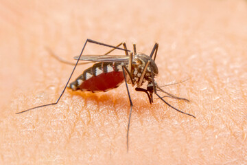 Striped mosquitoes are eating blood on human skin. Mosquitoes are carriers of dengue fever and malaria.