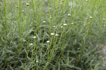 Closeup Santolina rosmarinifolia known as holy flax with blurred background in summer garden