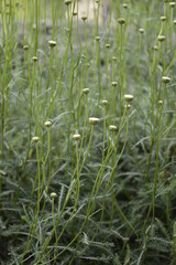 Closeup Santolina rosmarinifolia known as holy flax with blurred background in summer garden