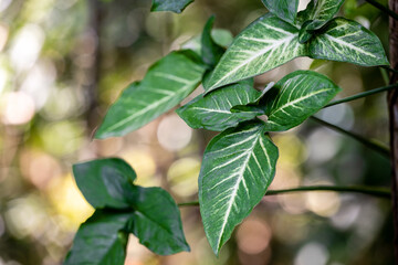Fototapeta premium Tricolor Nephthytis or Syngonium podophyllum Green heart-shaped leaves, beautifully patterned leaf close-up and bokeh background, used as a decorative background.