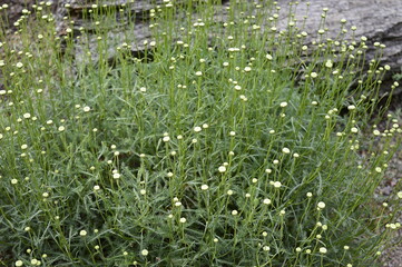 Closeup Santolina rosmarinifolia known as holy flax with blurred background in summer garden