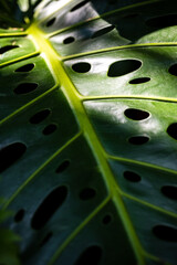 Fototapeta na wymiar Monstera deliciosa Liebm. Or Herricane Plant, Split-leaf Philodendron, Swiss Cheese Plant, Window Plant, leaf close-up and incident light. Dark tone images with beautiful patterns and styles.