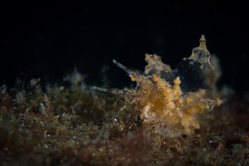 Fototapeta na wymiar Eubranchus nudibranch on coral reef