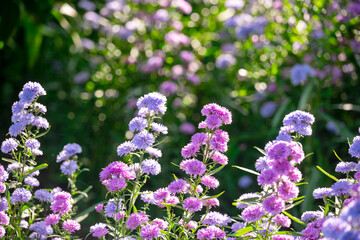 Obraz premium Aster Novi-belgil L., or Michaelmas Daisy, pink and purple flowers. Side view saw the trees arranged in a line The background is a colorful garden with bokeh, used to decorate and as a background.