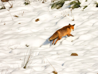 fox in the snow running up a hill