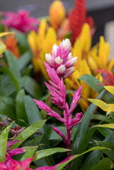 The Red Markle Bromeliaceae Guzmania flower from the heart of the Brazilian rainforest