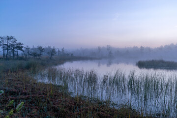 tree silhouettes at sunrise, misty bog landscape with swamp pines and traditional bog vegetation, fuzzy background, fog in bog