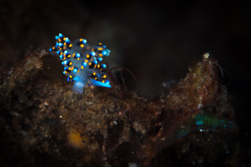 Costasiella sp Nudibranch on coral reef © Mike Workman