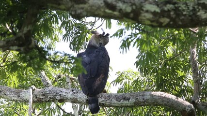 Harpy Eagle (Harpia harpyja) in Ecuador, south America