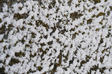 外壁の苔に降り積もる雪