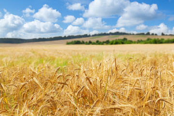 Fototapeta na wymiar Field of barley. Close up of barley ears in a field