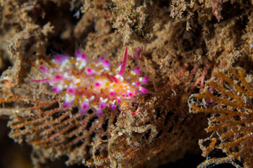Pink and whie Janolus sp nudibranch on coral reef
