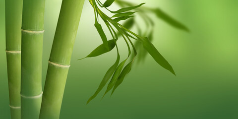 Fototapeta na wymiar Green bamboo background