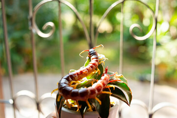 Centipedes are poisonous animals. It has a lot of legs It hunts prey at night