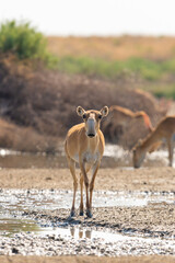 Wild male Saiga antelope or Saiga tatarica in steppe