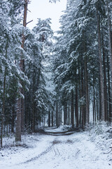 Bäume in Winterlandschaft + Weg Gehweg
